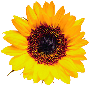 Hilfestellung Umsetzungsfoerderungen